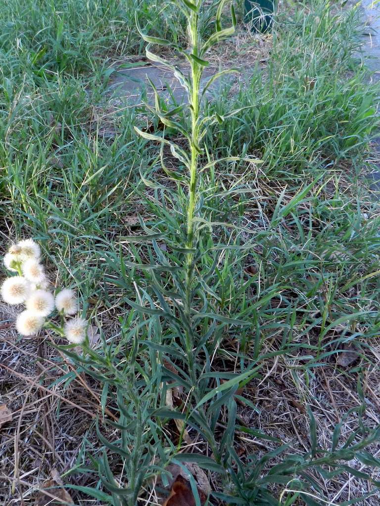 Erigeron sumatrensis